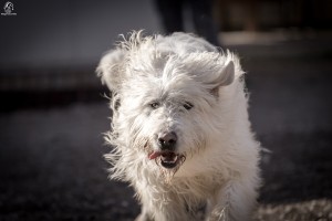 Danello, Lega del Cane L'Aquila